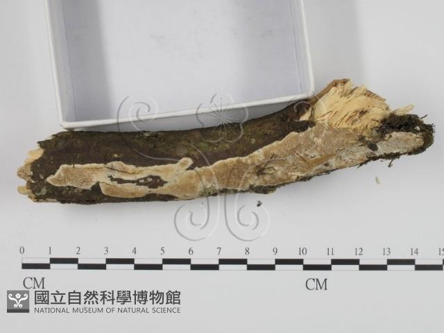 登錄號:F0020953藏品圖，第3張