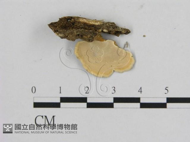 相鄰小孔菌藏品圖，第3張