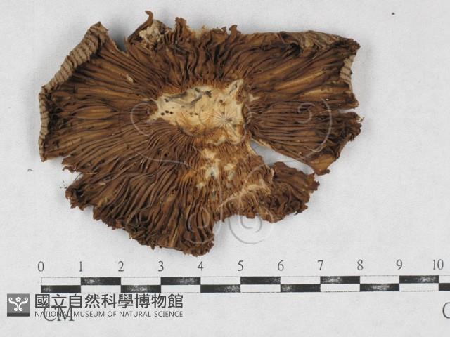 登錄號:F0026953藏品圖，第3張