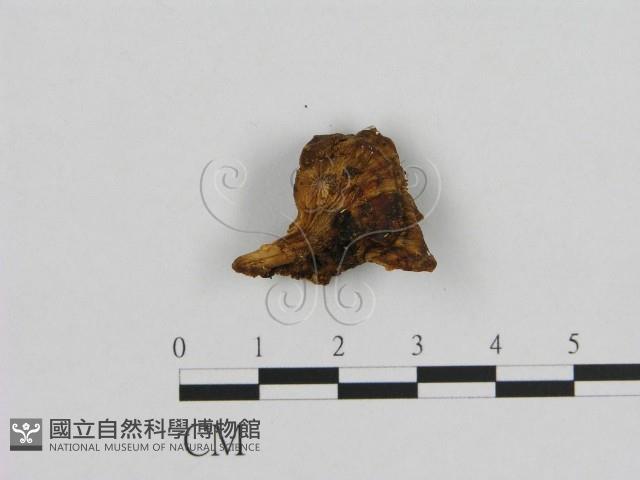 登錄號:F0006953藏品圖，第3張