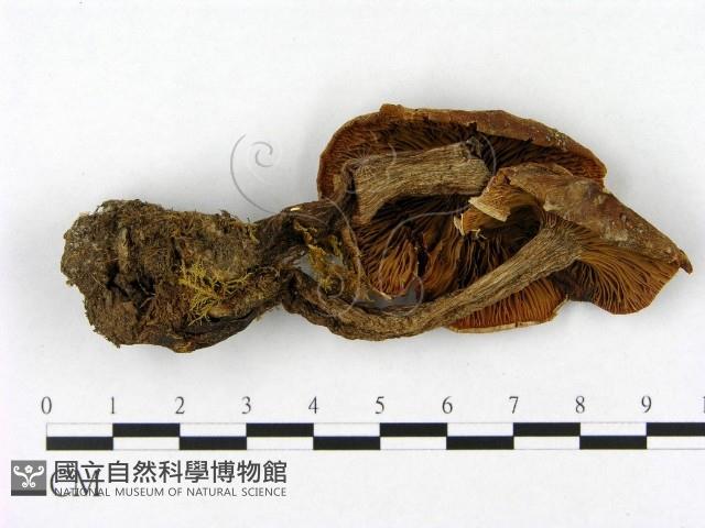 登錄號:F0021953藏品圖，第3張