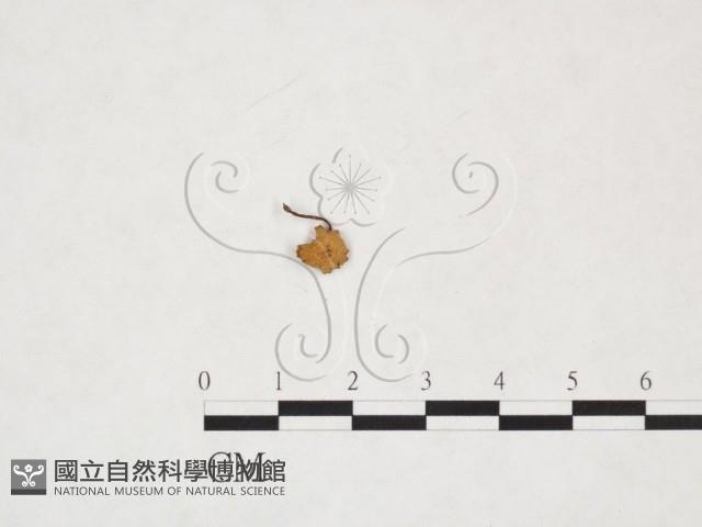 登錄號:F0025953藏品圖，第3張