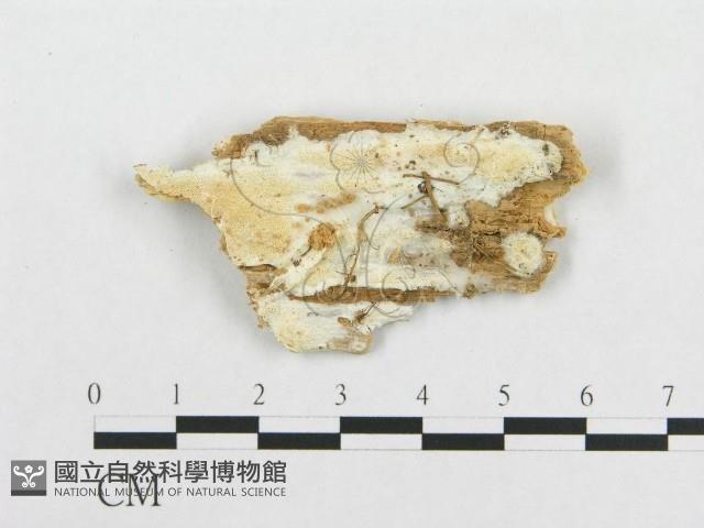 登錄號:F0019953藏品圖，第1張
