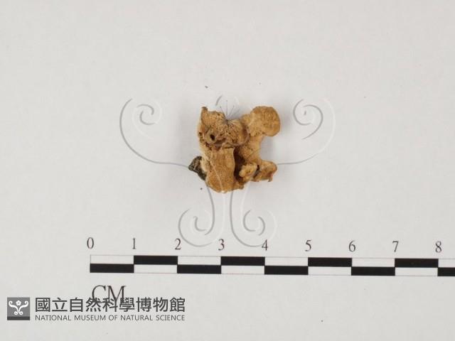 栓菌屬藏品圖，第3張