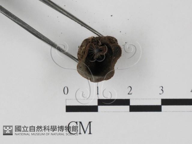 登錄號:F0018653藏品圖，第3張