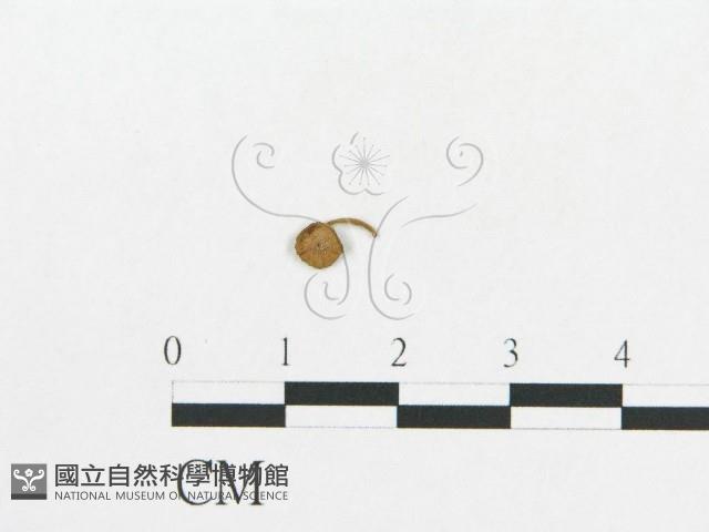 登錄號:F0010653藏品圖，第3張