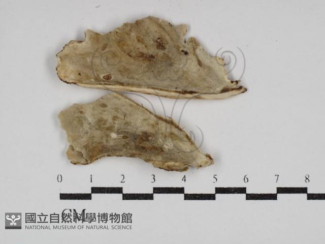 登錄號:F0030653藏品圖，第3張