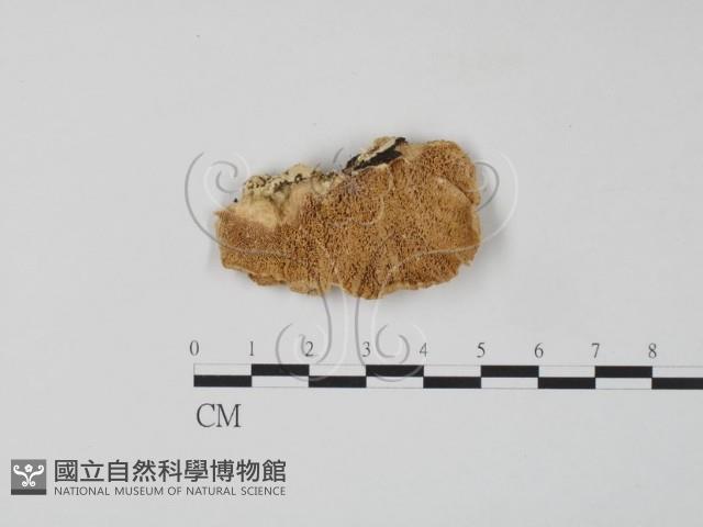 登錄號:F0006653藏品圖，第3張