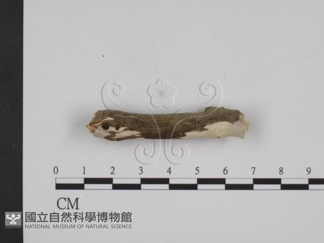 登錄號:F0016653藏品圖，第3張