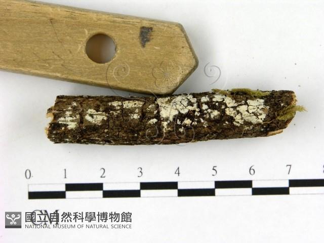 冇骨消絲齒菌藏品圖，第3張