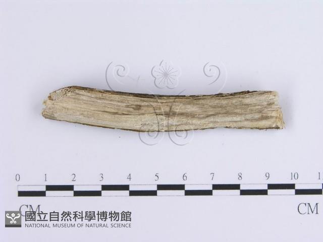 登錄號:F0001653藏品圖，第3張