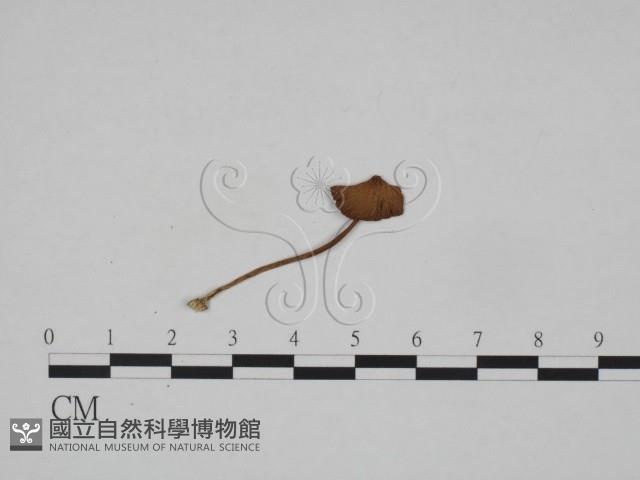 登錄號:F0024653藏品圖，第3張