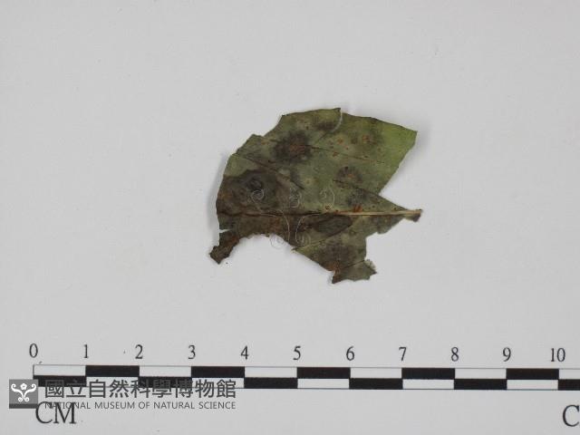 登錄號:F0004653藏品圖，第3張