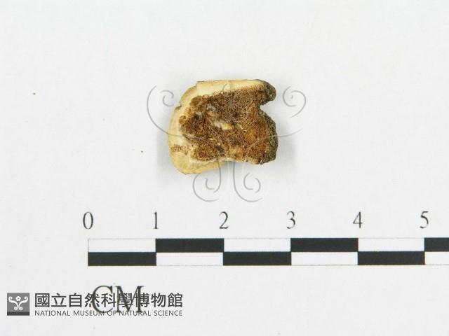 登錄號:F0017653藏品圖，第1張