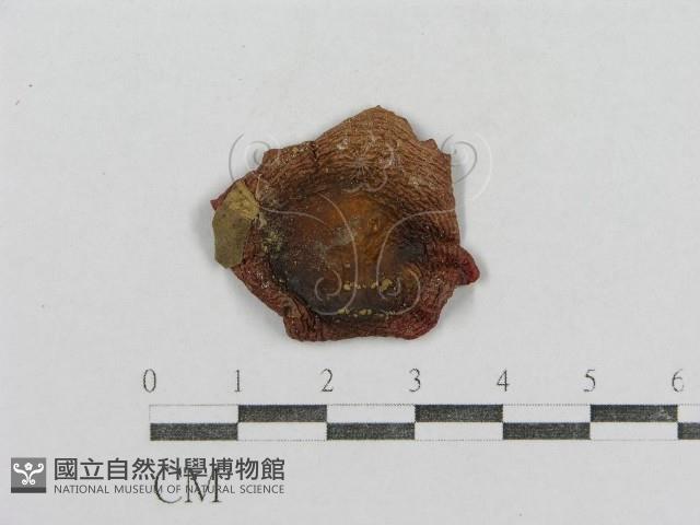 紅菇屬藏品圖，第3張