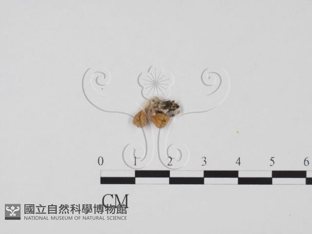 登錄號:F0019653藏品圖，第1張