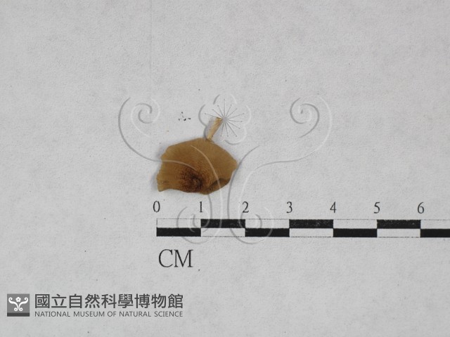 登錄號:F0028453藏品圖，第3張