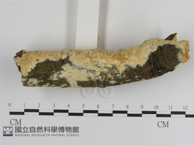 登錄號:F0020453藏品圖，第3張