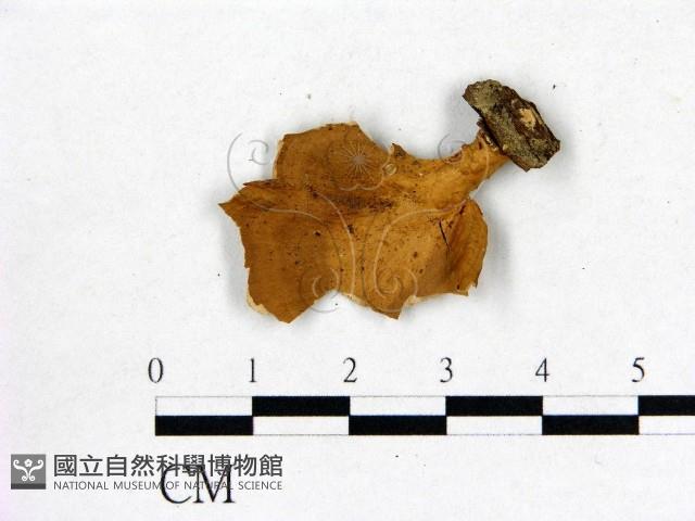 登錄號:F0016453藏品圖，第3張
