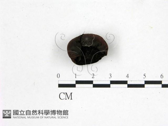 登錄號:F0001453藏品圖，第3張