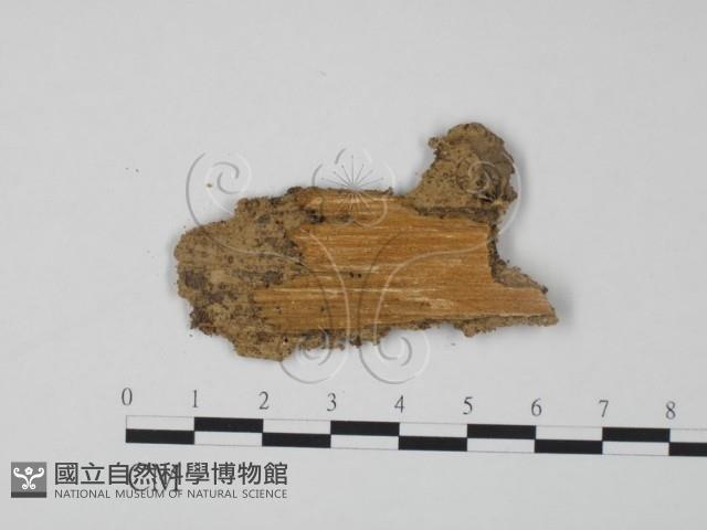 登錄號:F0011453藏品圖，第3張
