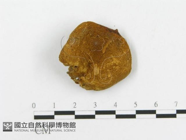 登錄號:F0014453藏品圖，第3張