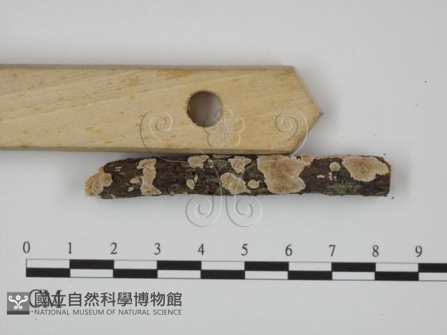 附毛菌屬藏品圖，第3張