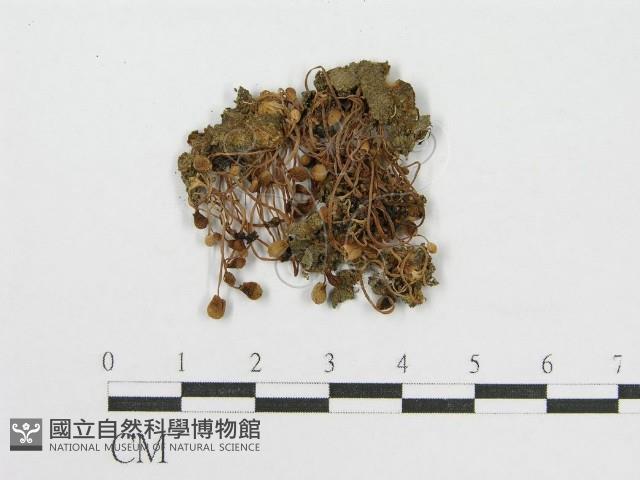 登錄號:F0012453藏品圖，第3張