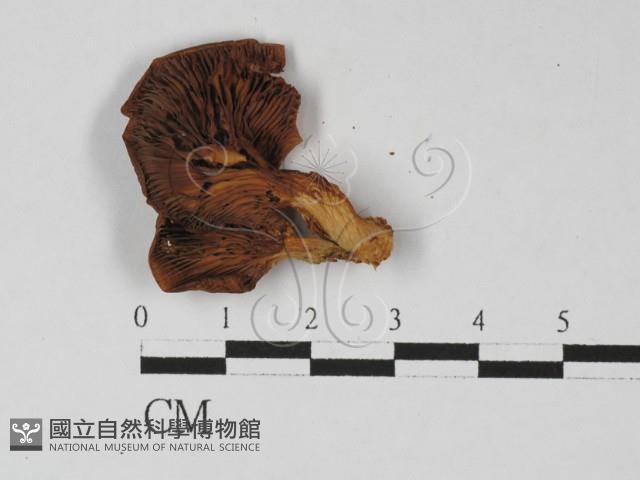 登錄號:F0027453藏品圖，第3張