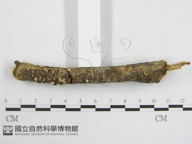 登錄號:F0007453藏品圖，第3張