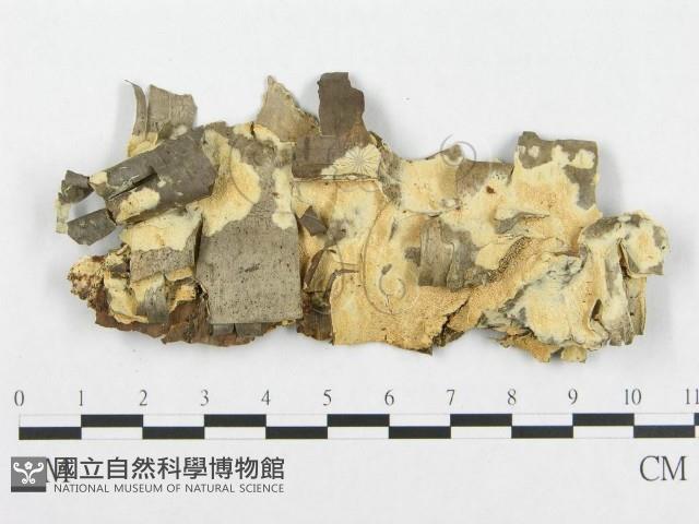 登錄號:F0017453藏品圖，第1張
