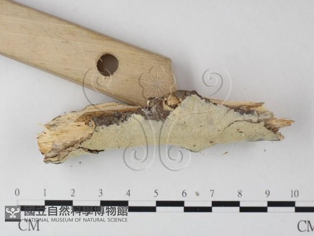 齒耳菌屬藏品圖，第3張