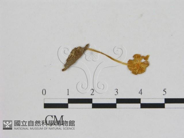 登錄號:F0005453藏品圖，第3張