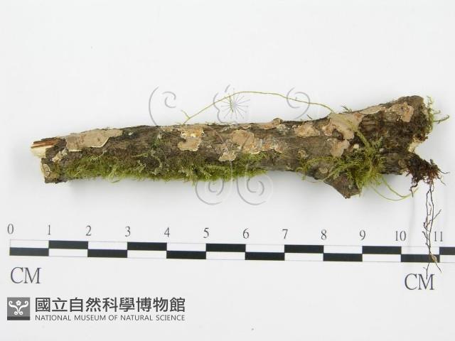 登錄號:F0013453藏品圖，第1張