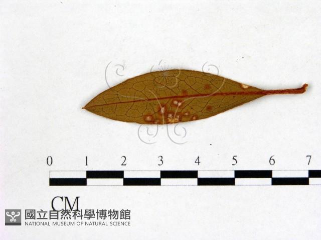 登錄號:F0020753藏品圖，第3張