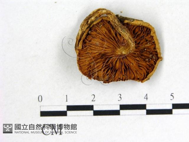 登錄號:F0010753藏品圖，第3張