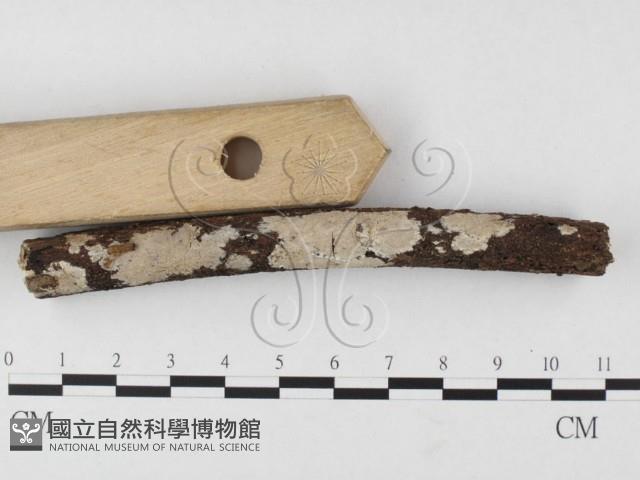 刺皮菌屬藏品圖，第3張