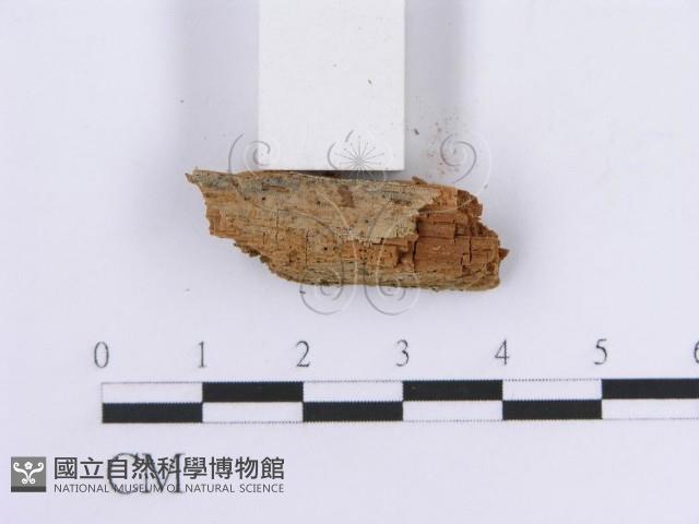 登錄號:F0016753藏品圖，第3張