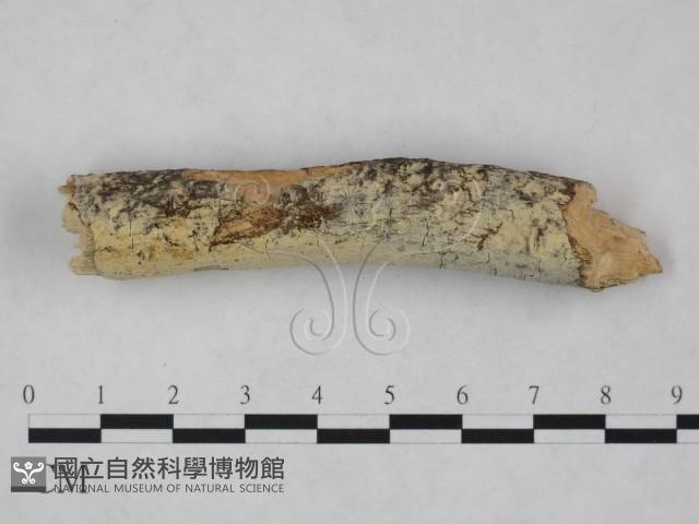 登錄號:F0021753藏品圖，第3張