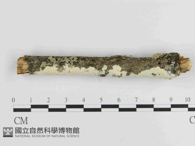 絲皮菌屬藏品圖，第3張