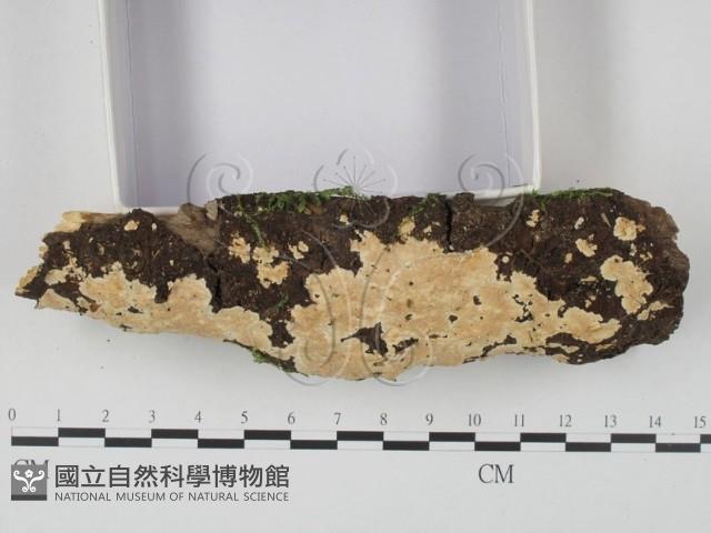 容氏菌屬藏品圖，第3張