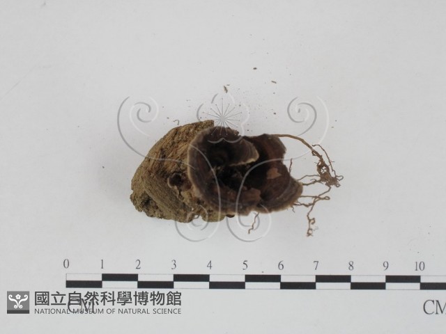 登錄號:F0002753藏品圖，第3張