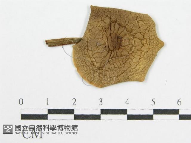 登錄號:F0012753藏品圖，第3張