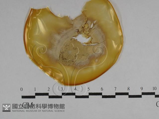 登錄號:F0029753藏品圖，第1張