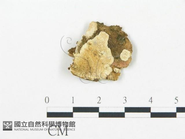 登錄號:F0019753藏品圖，第1張