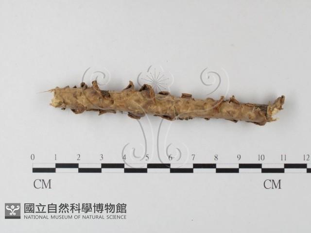 登錄號:F0023753藏品圖，第3張