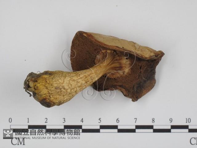 登錄號:F0003753藏品圖，第3張