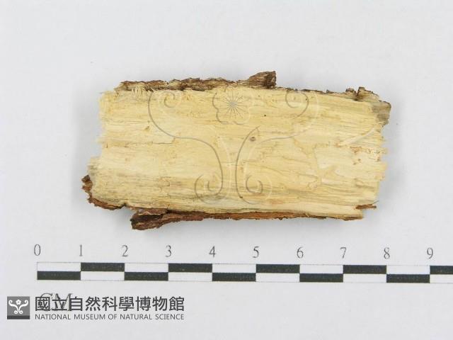射脈菌屬藏品圖，第3張