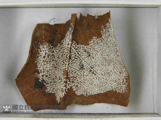 登錄號:F0021553藏品圖，第3張