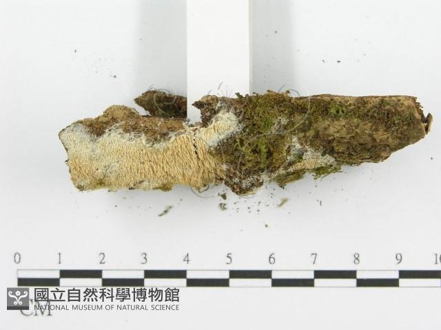 齒耳菌屬藏品圖，第3張